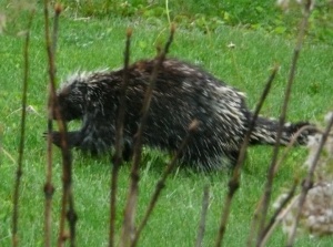 Not a poem, but a very cute porcupine. 